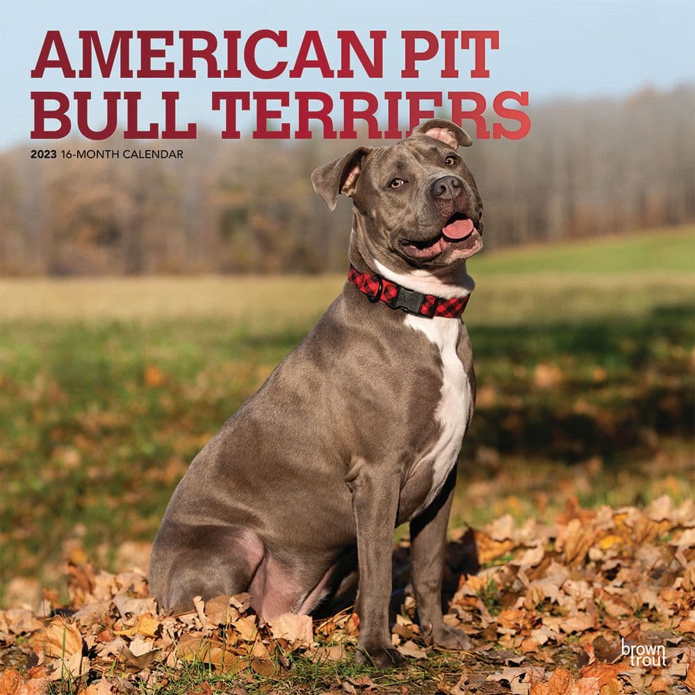 BrownTrout American Pit Bull Terriers 2023 Square Wall Calendar