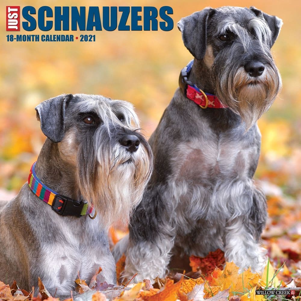 Miniature Schnauzers 2021 Calendars