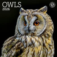 image Owls 2026 Mini Wall Calendar Main Image