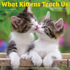 image What Kittens Teach Us 2025 Wall Calendar Main Product Image width=&quot;1000&quot; height=&quot;1000&quot;