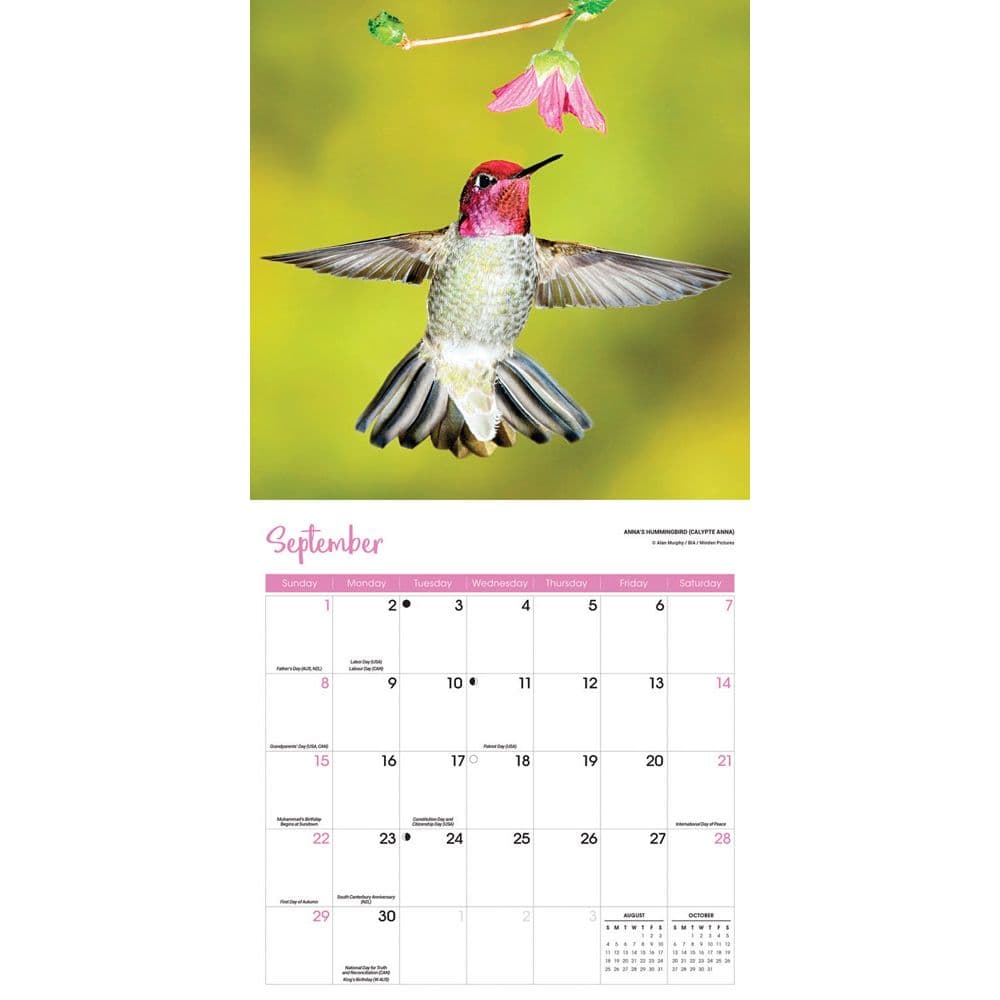 Songbirds 2024 Wall Calendar Alternate Image 3