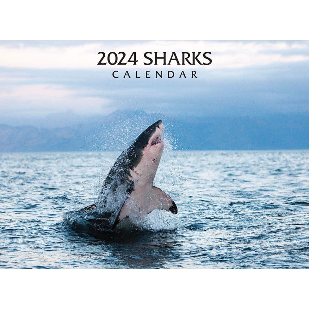 Sharks 2024 Wall Calendar Main Product Image width=&quot;1000&quot; height=&quot;1000&quot;