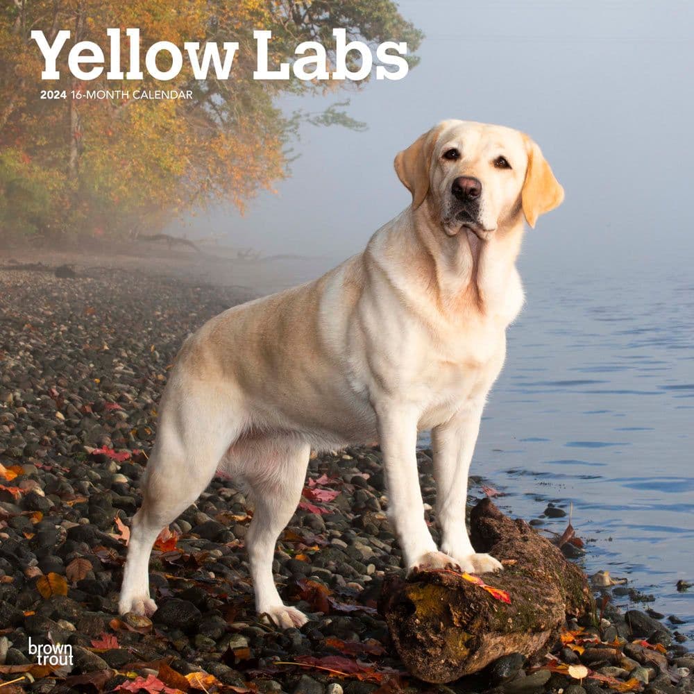 Yellow Lab Retriever 2024 Wall Calendar - Calendars.com