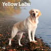 image Yellow Lab Retriever 2024 Wall Calendar Main Product Image width=&quot;1000&quot; height=&quot;1000&quot;