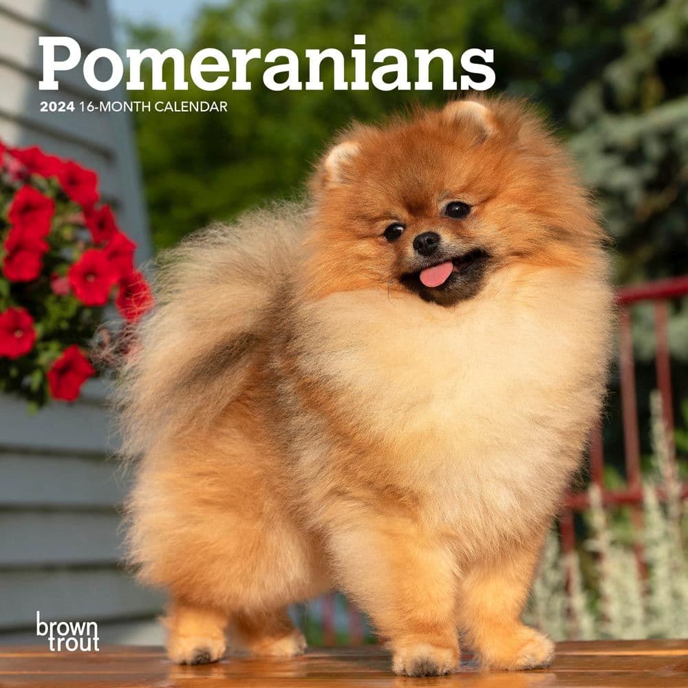 Pomeranian 2024 Mini Wall Calendar