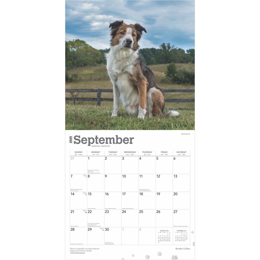 Border Collies 2025 Wall Calendar