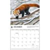 image Red Pandas WWF 2025 Wall Calendar Second Alternate Image width=&quot;1000&quot; height=&quot;1000&quot;