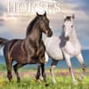 image Horses Special Value 2025 Mini Wall Calendar Main Image