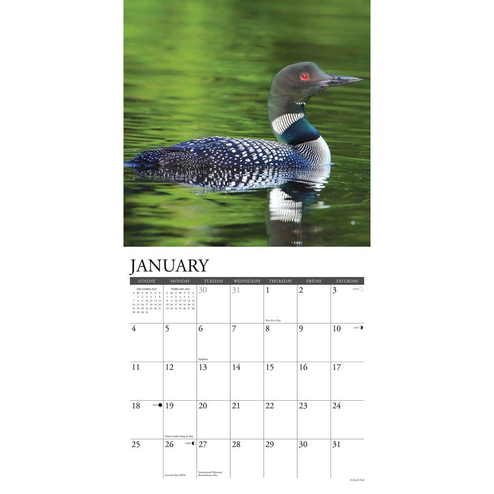 Loons 2026 Wall Calendar Second Alternate Image