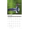 image Loons 2026 Wall Calendar Second Alternate Image