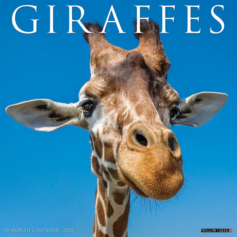 Giraffes 2025 Wall Calendar