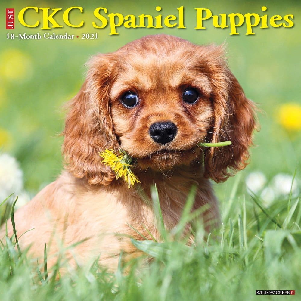 Cavalier King Charles Spaniel Puppies Wall Calendar