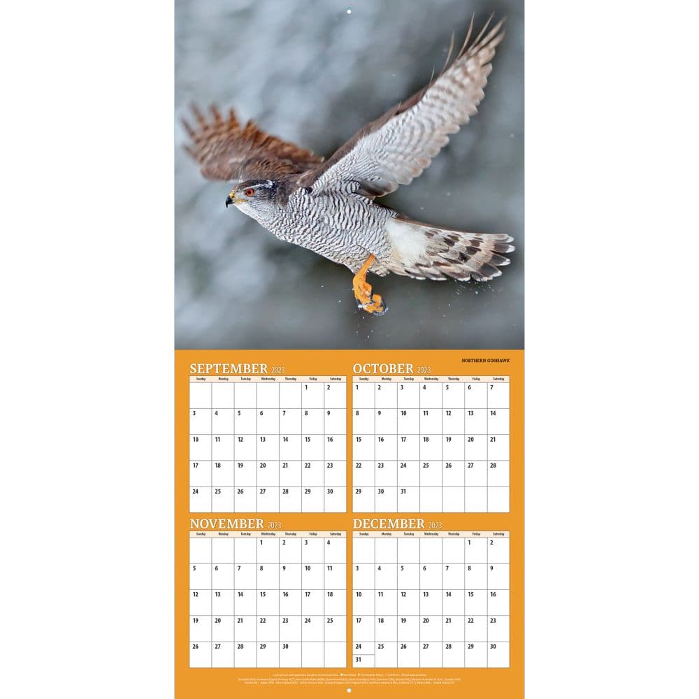 Birds Of Prey Photo 2024 Wall Calendar Alternate Image 3