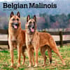 image Belgian Malinois 2024 Wall Calendar Main Product Image width=&quot;1000&quot; height=&quot;1000&quot;