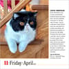 image Cats 365 2025 Desk Calendar Alt1