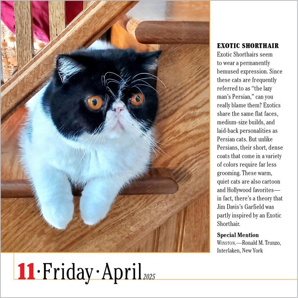 365 Cats 2025 PageADay Desk Calendar