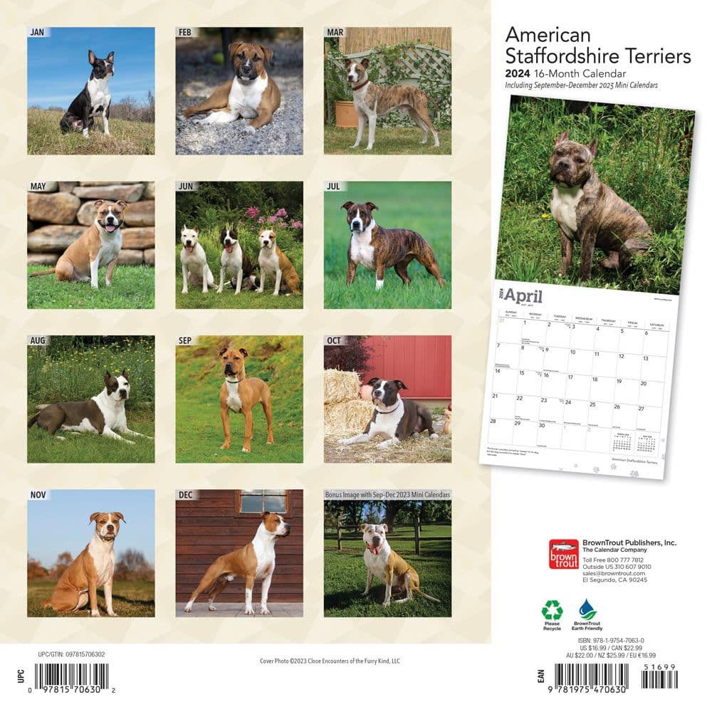 American Staffordshire Terriers 2024 Wall Calendar Calendars Com   E9f38598 3dd5 4b7a 97f6 2ab84e455e6e