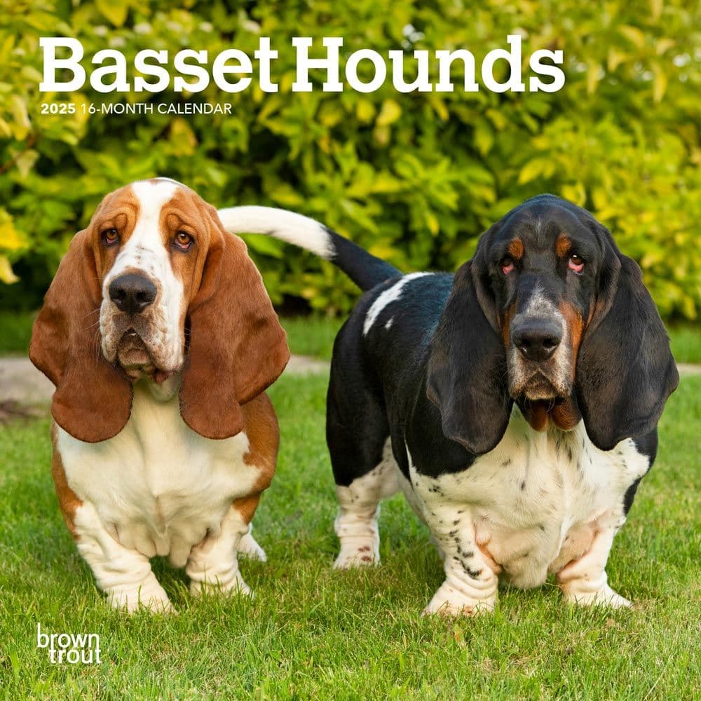 Basset Hound 2025 Mini Wall Calendar