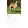 image Just Greyhounds 2025 Wall Calendar Second Alternate Image width=&quot;1000&quot; height=&quot;1000&quot;