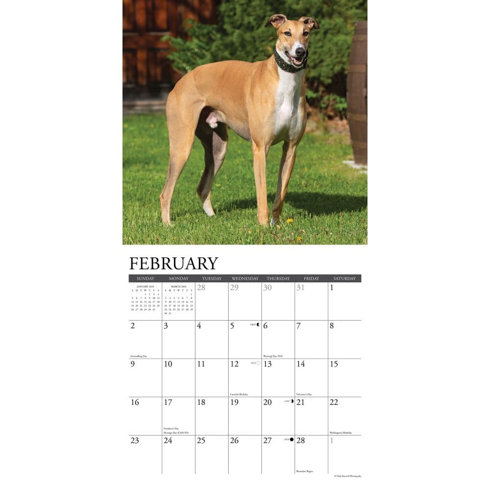 Just Greyhounds 2025 Wall Calendar Second Alternate Image width="1000" height="1000"