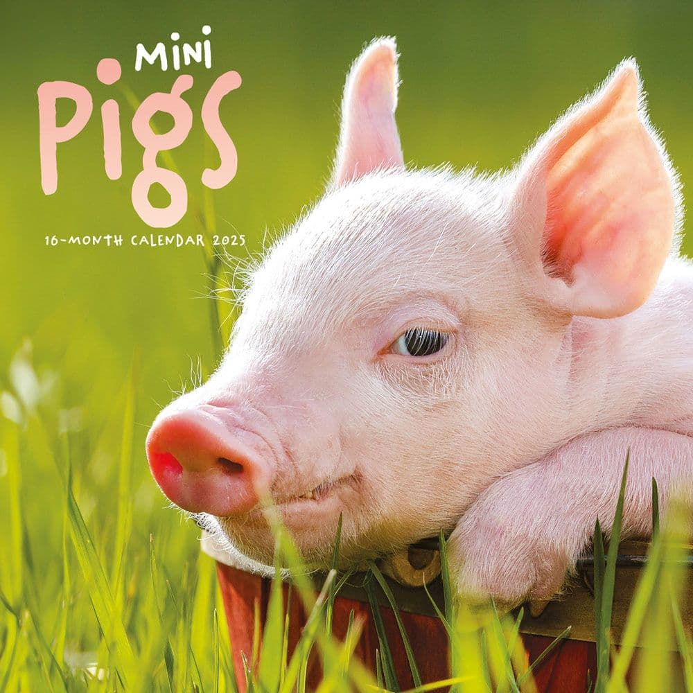 Mini Pigs 2025 Wall Calendar