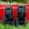 image Lab Black Puppies 2024 Mini Wall Calendar Main Product Image width=&quot;1000&quot; height=&quot;1000&quot;