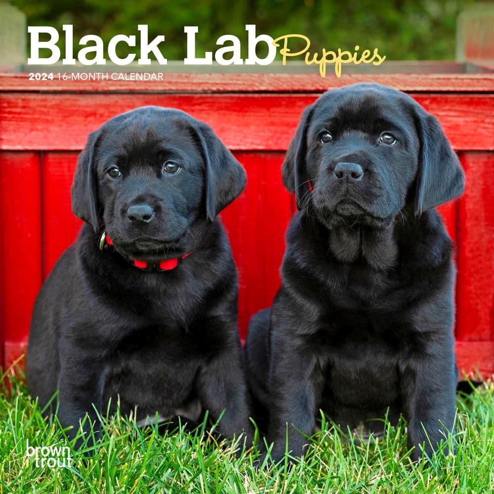 Lab Black Puppies 2024 Mini Wall Calendar Main Product Image width=&quot;1000&quot; height=&quot;1000&quot;