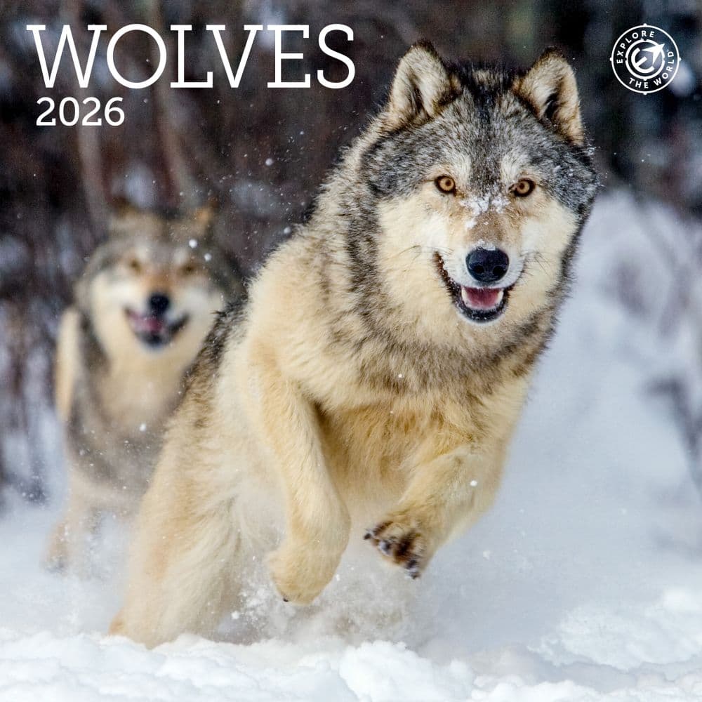 Wolves 2026 Mini Wall Calendar  Main Image