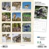 image Wolf Pack 2024 Wall Calendar First Alternate Image width=&quot;1000&quot; height=&quot;1000&quot;