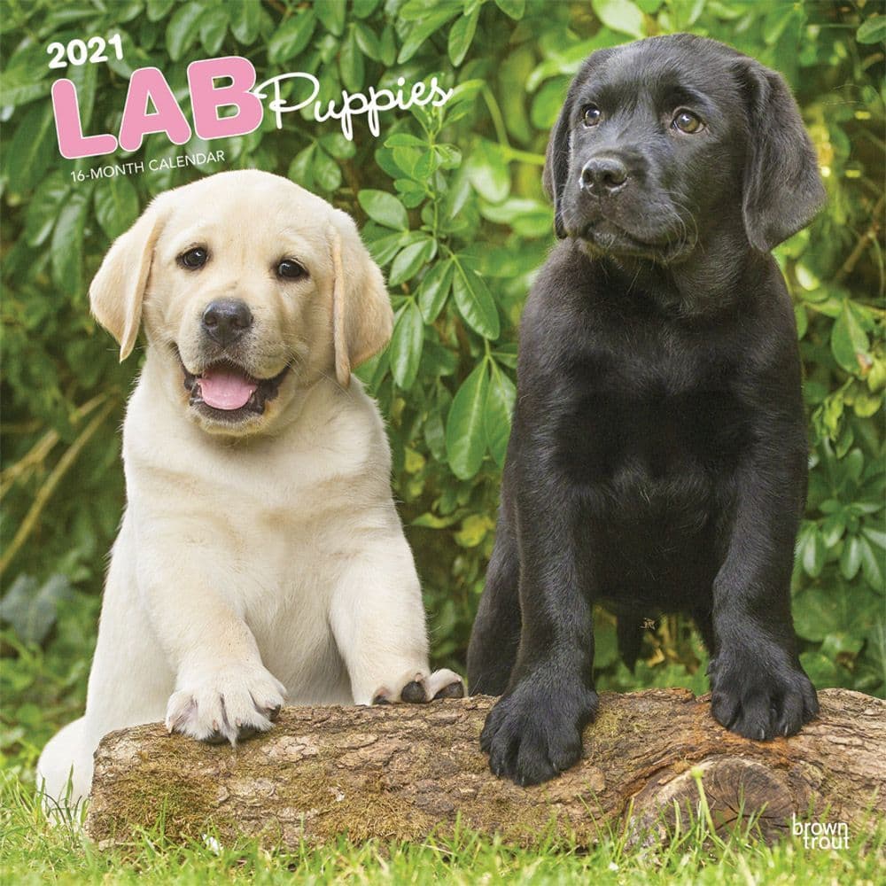 Lab Retriever Puppies Wall Calendar