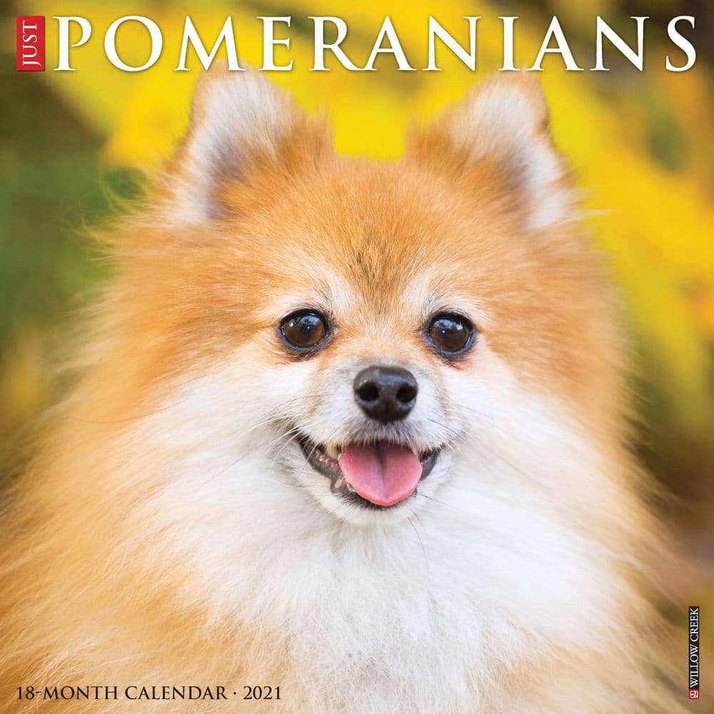 Just Pomeranians Wall Calendar