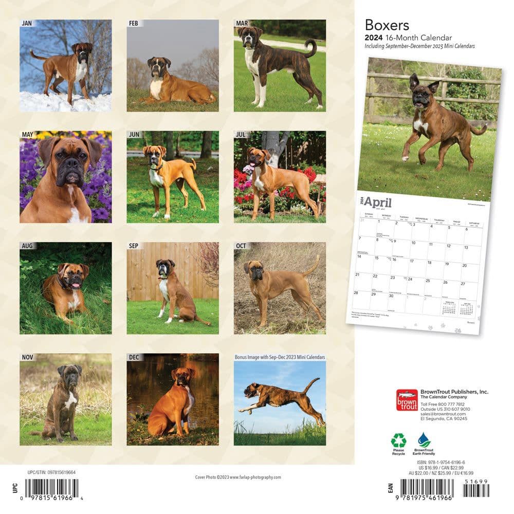 Boxers International Wall 2024 Desk Calendar