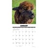 image Alpacas 2026 Wall Calendar Second Alternate Image