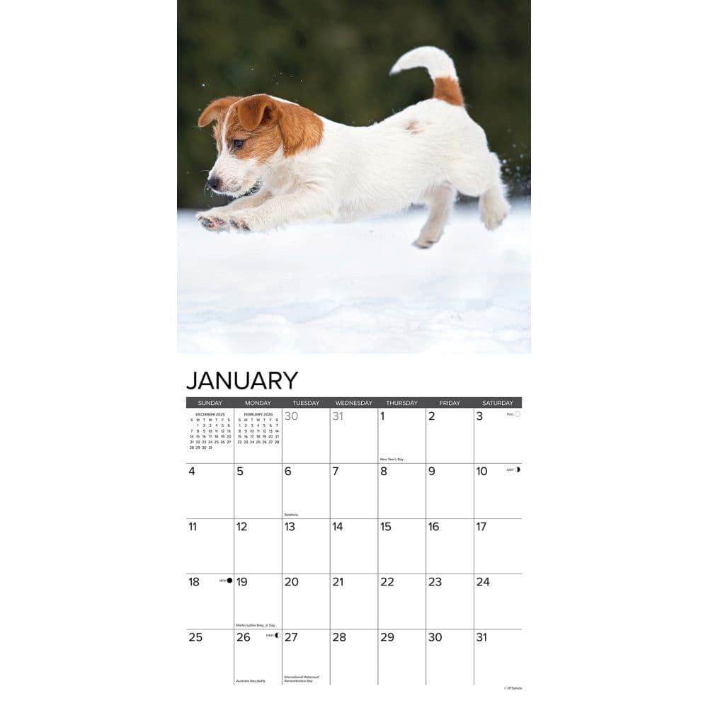 Jack Russell Puppies 2026 Wall Calendar Second Alternate Image