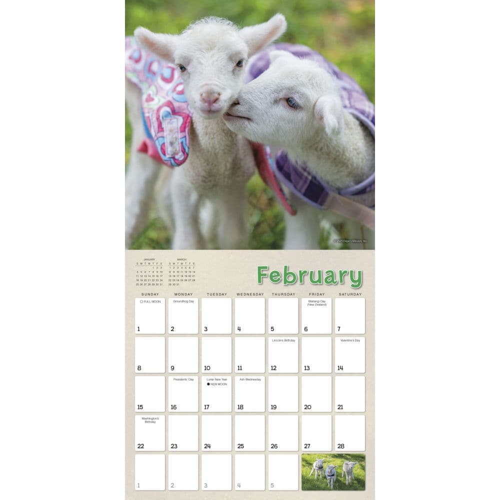Lambies in Jammies 2026 Wall Calendar Second Alternate Image