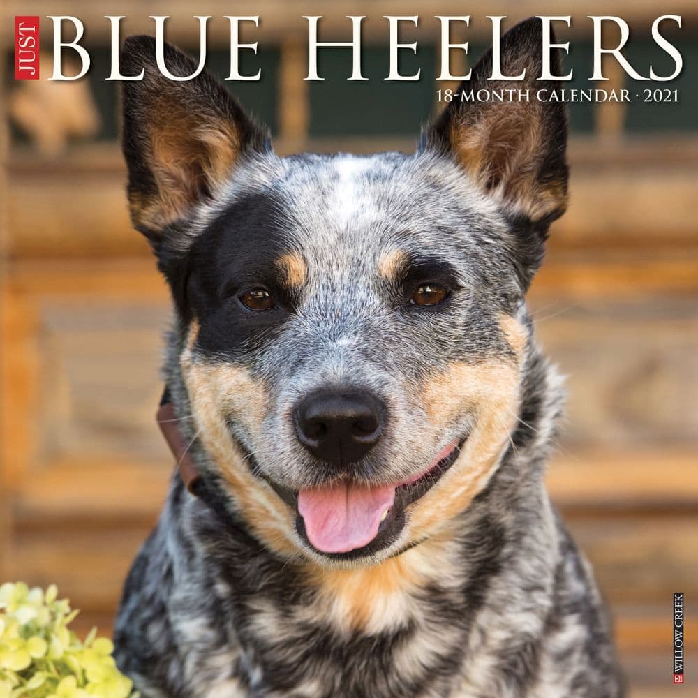 Blue Heelers Wall Calendar - Calendars.com