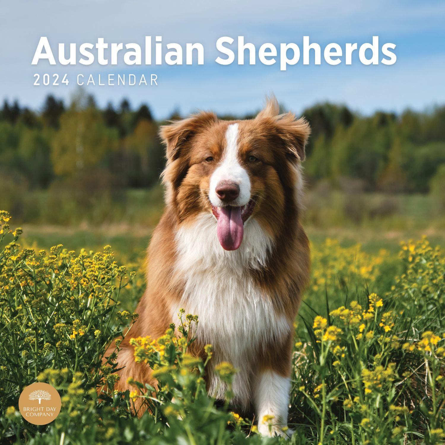 Australian Shepherds 2024 Wall Calendar Calendars Com   Eae8a919 3e3a 4a1a 882a C250987f07ef