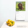 image Chocolate Lab Retriever Puppies 2025 Wall Calendar Fourth Alternate Image