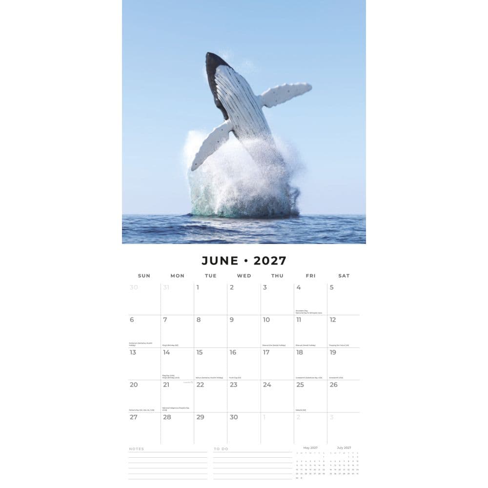 Whales 2027 Wall Calendar Second Alternate Image