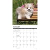 image Just Pomeranian Puppies 2025 Wall Calendar