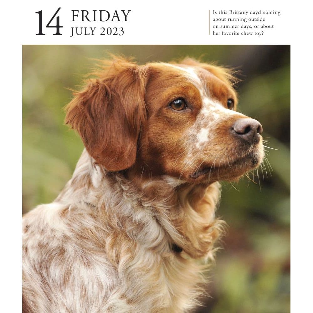 Dog 2023 Page-A-Day Gallery Calendar - Calendars.com