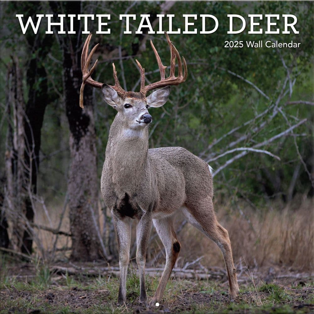 image White Tailed Deer 2025 Wall Calendar _Main Image