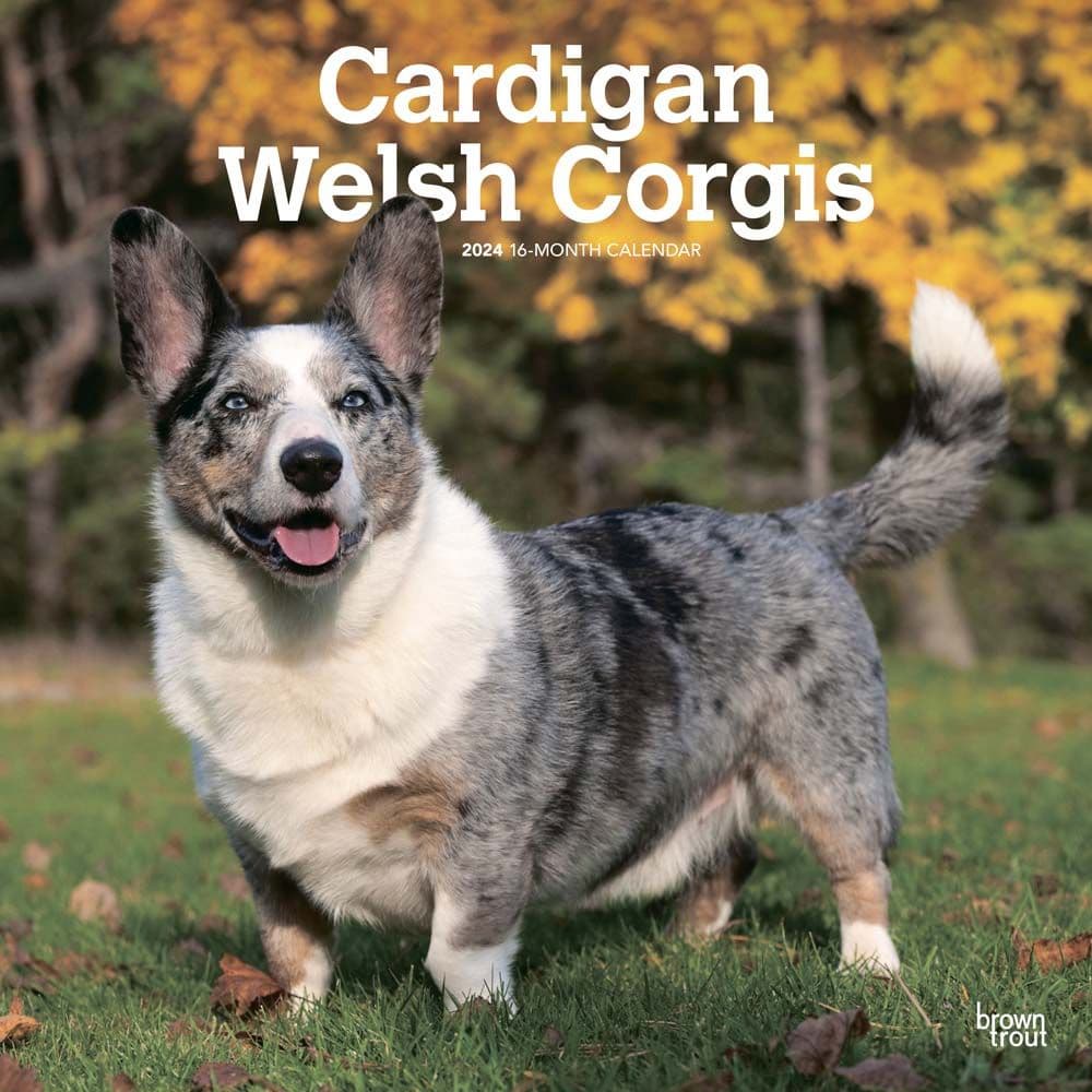 Welsh Corgis Cardigan 2024 Wall Calendar Main Product Image width=&quot;1000&quot; height=&quot;1000&quot;