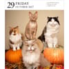 image Cat Page-A-Day Gallery Calendar Refill Pack Third Alternate Image