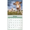 image Just Cows 2026 Wall Calendar Third Alternate Image