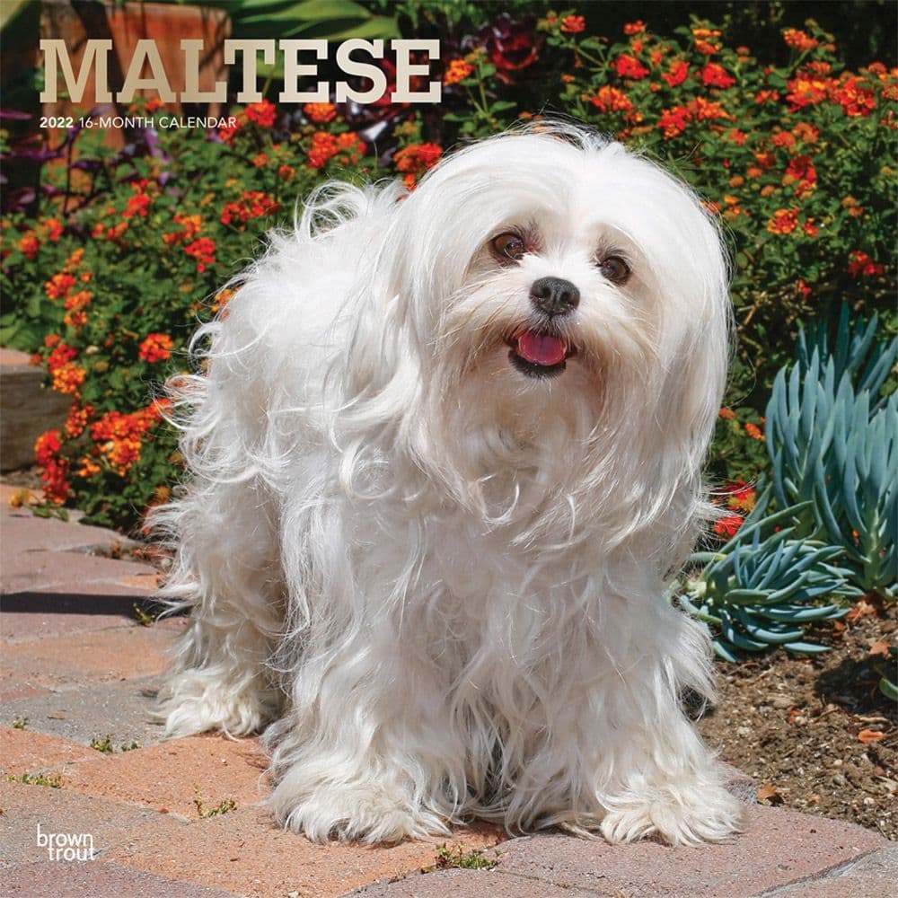 Maltese 2022 Calendars | Dog-Calendars.com