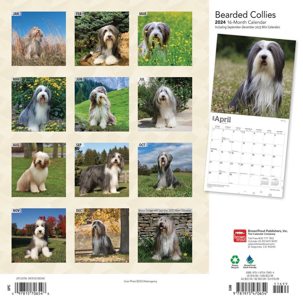 Bearded Collies 2024 Wall Calendar