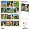 image Bearded Collies 2024 Wall Calendar First Alternate Image width=&quot;1000&quot; height=&quot;1000&quot;