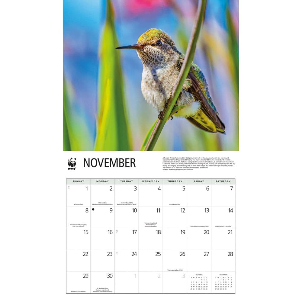 Hummingbirds WWF 2026 Wall Calendar Fourth Alternate Image
