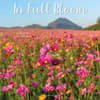 image In Full Bloom 2027 Wall Calendar Main Product Image